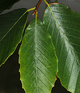 american-beech