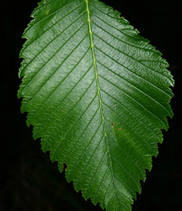 american-elm
