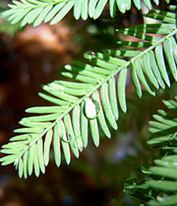 bald-cypress