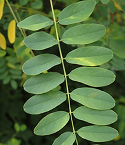 black-locust