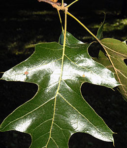 black-oak
