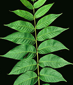 black-walnut