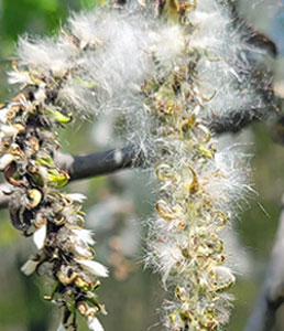 cottonwood