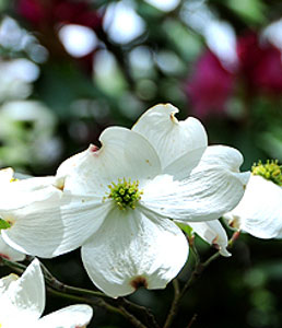dogwood
