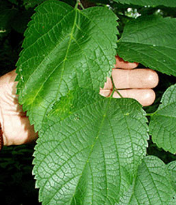 hackberry