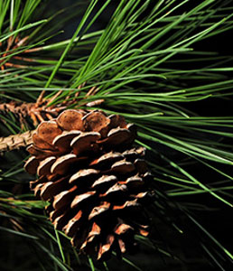 loblolly-pine