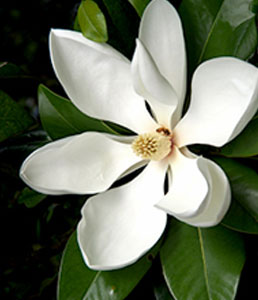 magnolia