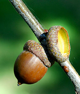 northern-red-oak