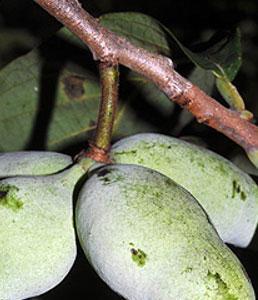 pawpaw