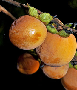 persimmon