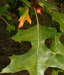 pin-oak