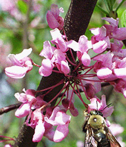 red-bud