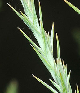 red-cedar