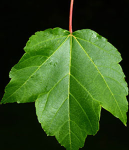 red-maple