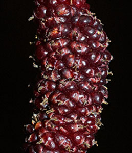 red-mulberry