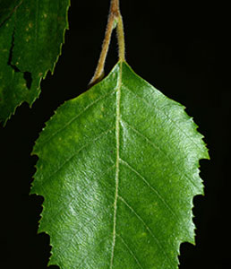 river-birch