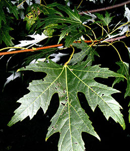 silver-maple