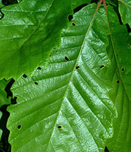 swamp-chestnut-oak
