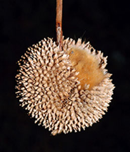 sycamore