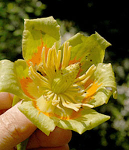 tulip-poplar