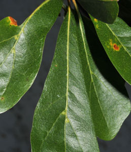 water-oak