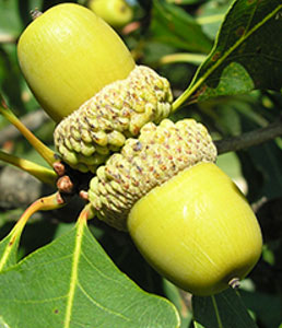 white-oak
