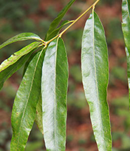 willow-oak