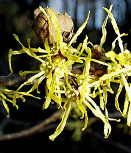 witch-hazel